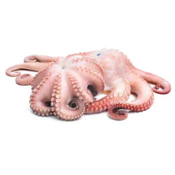 Fresh Frozen Octopus