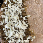 Zaatar & Cheese Manakish